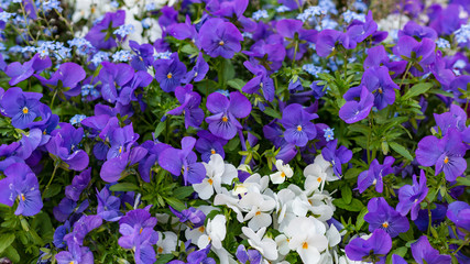Viola tricolor var. hortensis Short flower Lance Dark green leaves Flowers in the leaves, blooming beautiful eyes. Background of two color flowers, blue and white