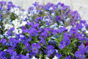 Viola tricolor var. hortensis Short flower Lance Dark green leaves Flowers in the leaves, blooming beautiful eyes. Background of two color flowers, blue and white