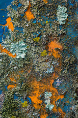 Various species of lichen growing on old farm machinery in central Virginia