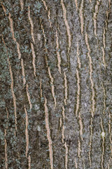 Walnut Tree Bark Texture Closeup