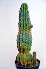 Potted cactus house plants on white wall bacground