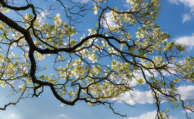 Branch of flowering dogwood (Cornus Florida) against blue sky