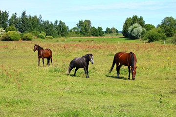 Thoroughbred horses graze in a green meadow on the outskirts of the village