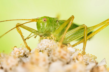Close-up macro shot of male of Oak Bush-Cricket. His Latin name is Meconema thalassinum.