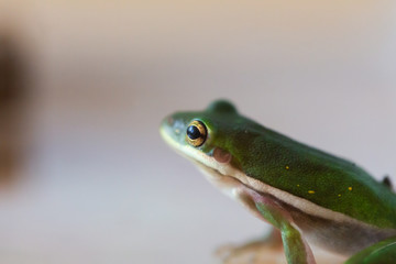 Little Green Frog Sitting in Glass Jar