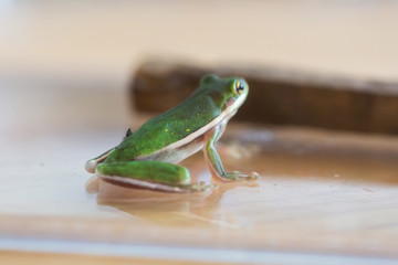 Little Green Frog Sitting in Glass Jar