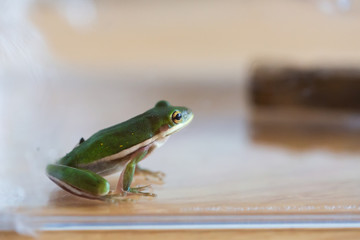 Little Green Frog Sitting in Glass Jar