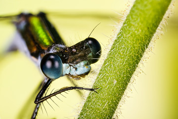 Close-up macro shot of Emerald Damselfly, Damselfly. His Latin name is Lestes sponsa. Portrait of the male.