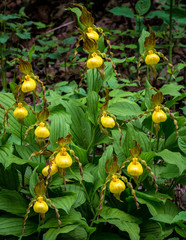 Cluster of yellow ladyslipper orchids growing on forest floor in Shenandoah National Park in spring.