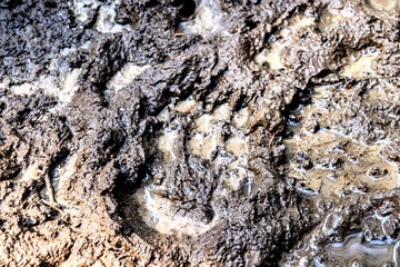 Footprint of a bear in the mud on a hike in Banff National Park, Alberta, Canada