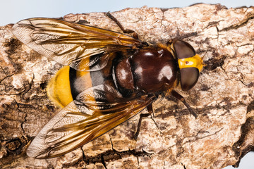 Close-up macro image of Hornet Mimic Hoverfly or Hornet Hoverfly, Her Latin name is Volucella...