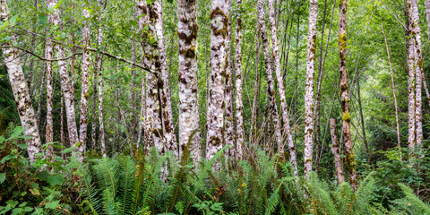 Red alder trees (Alnus rubra) and sword ferns (Polystichum munitum) along western coast of Vancouver Island, British Columbia, Canada.