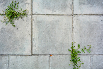 Large square cement street floor slabs and growing green grass plants in between