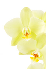 Yellow orchid flower