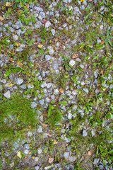 Earth with small granite stones, growing green grass. Rubble and grass plants