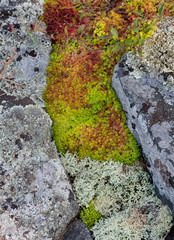 Spagnum moss and reindeer lichen growing in sheltered crevice between two lichen-encrusted gneiss rocks along the shore of the Georgian Bay in Ontario, Canada.
