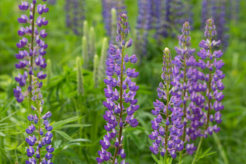 Fototapeta premium Lilac meadow flowers