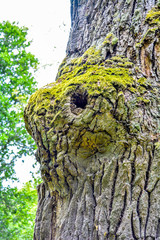 Mossy trunk of mighty ancient oak tree in summer forest. Oak bark covered moss