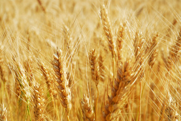 Close-up of a field of wheat