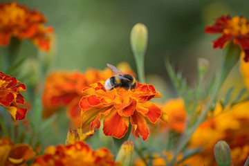 Zinnia flowers, asters and others and butterflies on them. Nature background color.