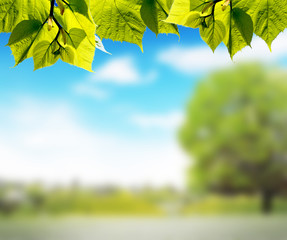 Green leaves and blurred background with park against blue sky