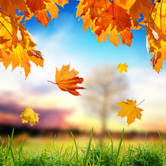 Naklejka na ściany i meble Leaves falling on a grass with blurred nature background