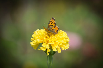 Zinnia flowers, asters and others and butterflies on them. Nature background color.