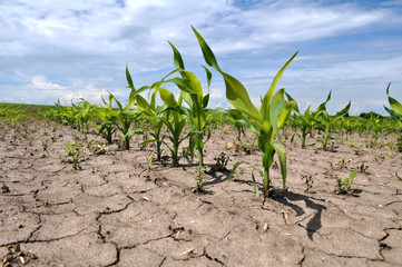 Young corn using herbicides is protected from weeds