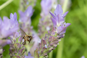 Honeybee in Lavender Flowers 13