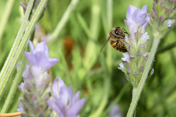 Honeybee in Lavender Flowers 