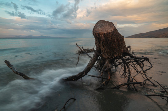 Old stump in the lake after beautiful sunset. Long exposure. Sevan lake Armenia.