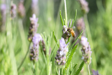 honeybee with lavender flower 9
