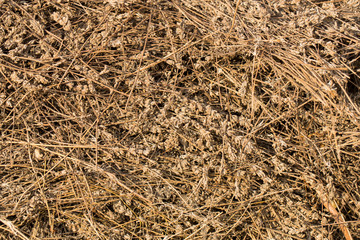 Piles of dried flowers. Lavandula - plant in the mint family, Lamiaceae. Bio waste of the perfume industry.	