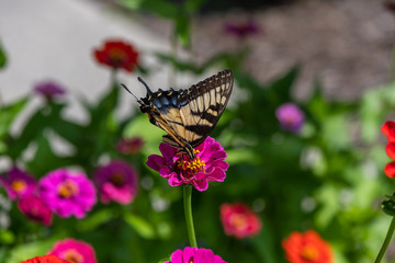Swallowtail Butterfly on Zinnia