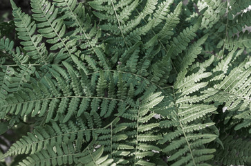 Green fern leafs background, close up