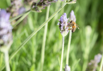 honeybee with lavender flower 7