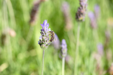 honeybee with lavender flower 6