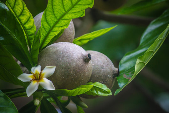 tropical fruit on the tree _ Jenipapo