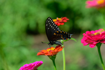 Fototapeta na wymiar Black Swallowtail