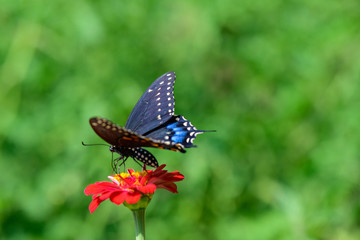 Black Swallowtail