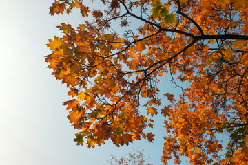 Beautiful yellow and red colorful autumn maple leaves