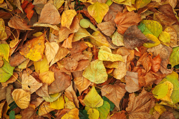 Background from yellow and green leaves. Autumn photo taken in the forest