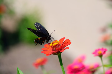 Black Swallowtail