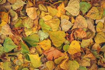 Background from yellow and green leaves. Autumn photo taken in the forest
