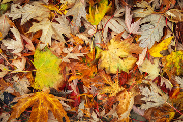 Autumn colorful orange, red and yellow maple leaves as background Outdoor.