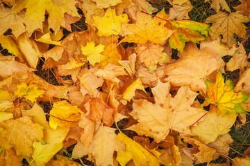 Autumn colorful orange, red and yellow maple leaves as background Outdoor.