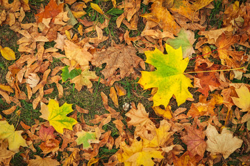 Autumn colorful orange, red and yellow maple leaves as background Outdoor.