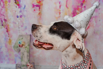 Birthday dog on pink background in festive cap