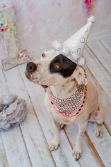 Black and white domestic Pointer mixed with Dalmatian dog on pink background in festive cap with...