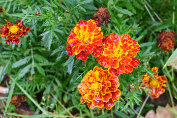 Orange marigolds after rain in the garden